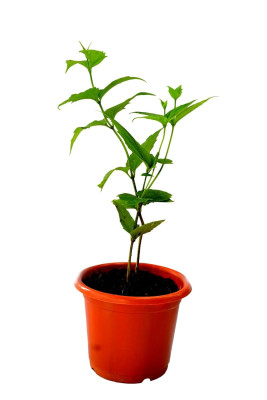 Vatikalive Plants Harsingar | Parijat Plant | Night Flowering Jasmine Plant  with Pot for Outdoor Garden | Faverdeal